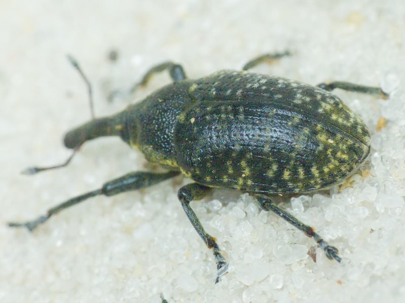 Larinus (Phyllonomeus) sturnus (Schaller, 1873)